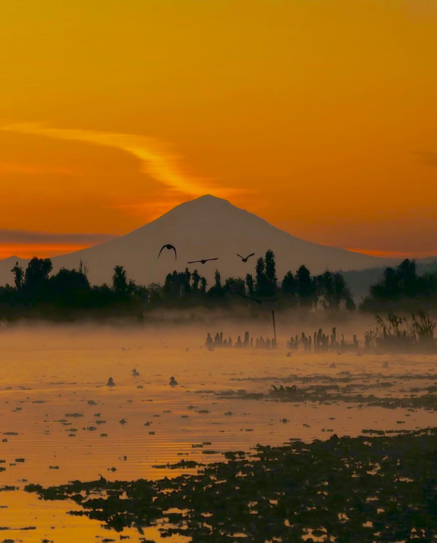 Tour en kayak al amanecer por Xochimilco